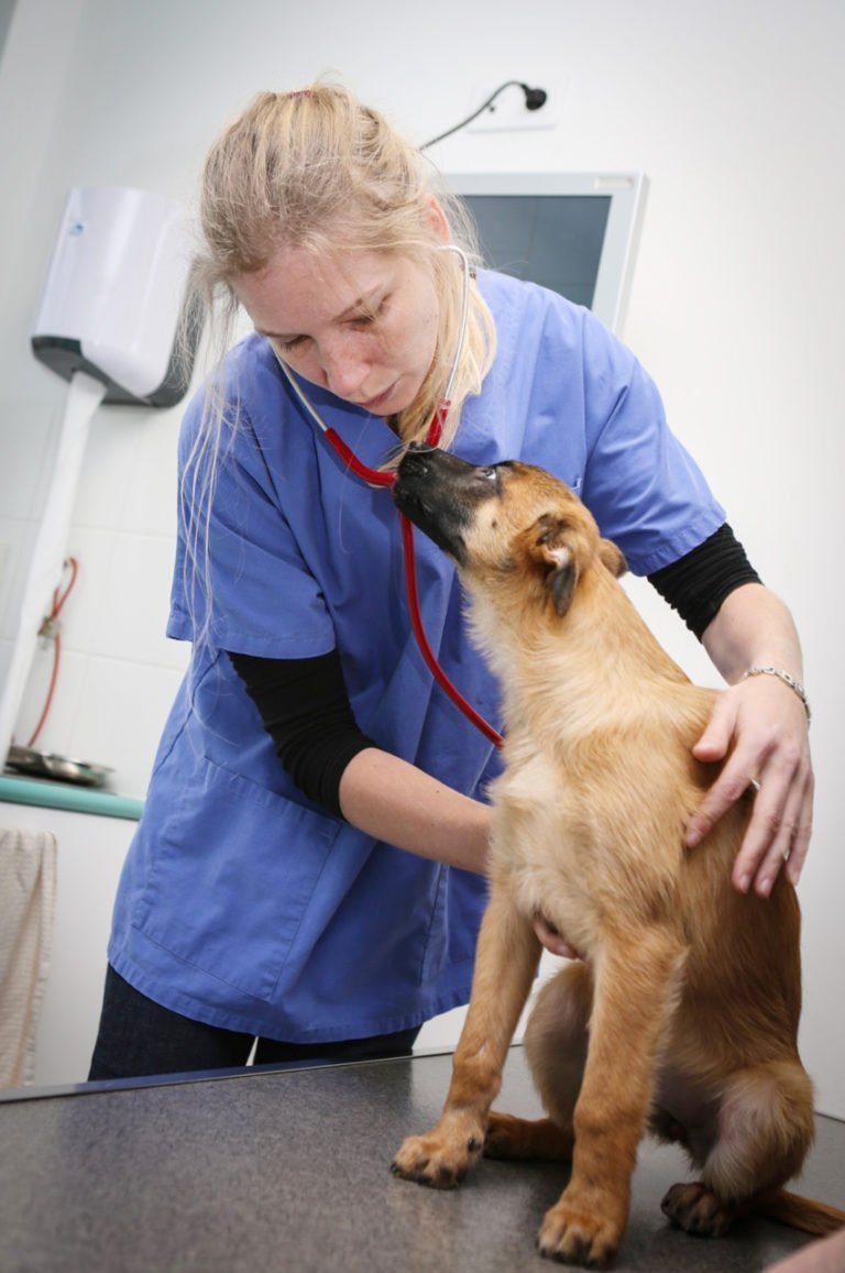 Consultations Clinique Vétérinaire Saint Roch Clinique Vétérinaire